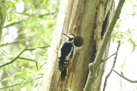 grote bonte specht