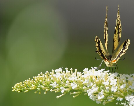 koninginnenpage (Papilio machaon)