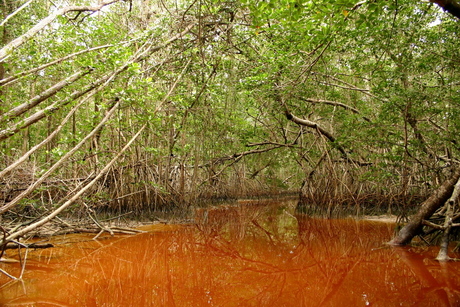 Mangroven Celestun