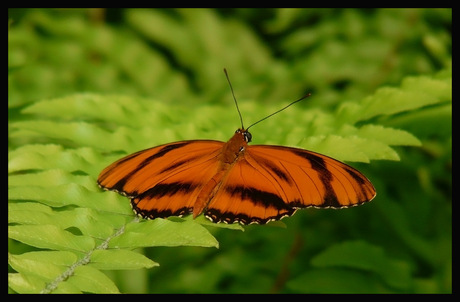 Vlindertuin Emmen 2