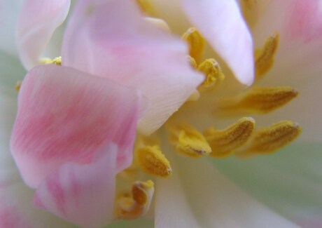 meeldraden van tulpje