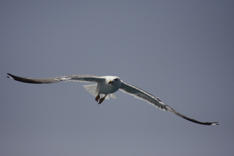 meeuw in de lucht
