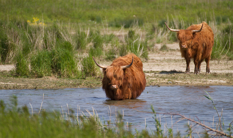 Tiengemeten Zoomdag 1