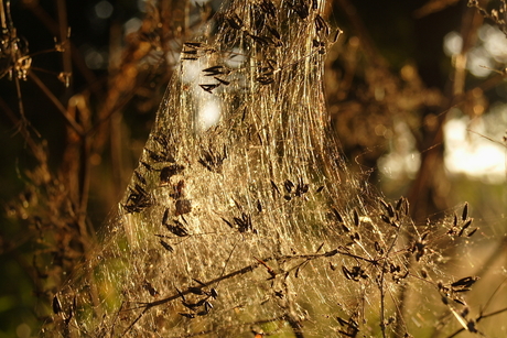 Spinnenweb in tegenlicht