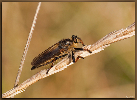 Geelbaardroofvlieg (Eutolmus rufibarbis) AWD