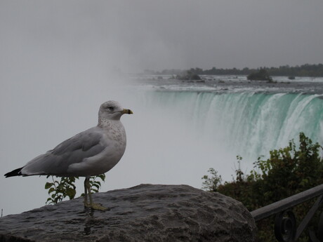 Bird at Niagara Falls