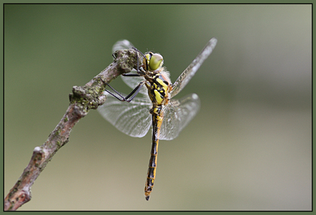 Zwarte heidelibel