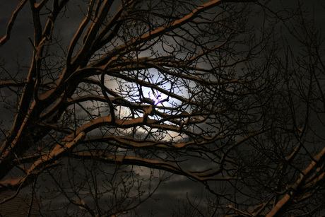 Zie de maan schijnt door de bomen