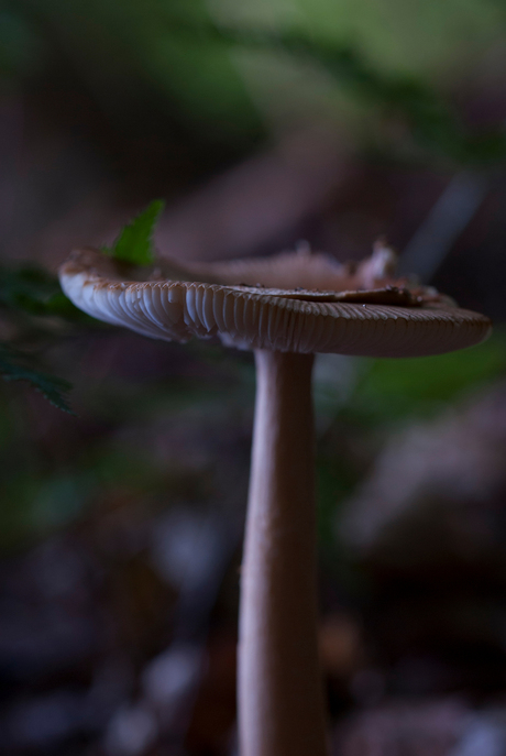 Spooky mushroom