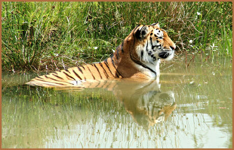 Tijger in water