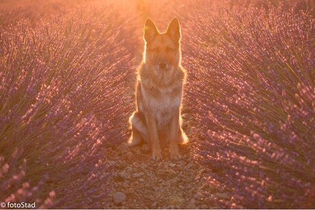 Golden lavendel