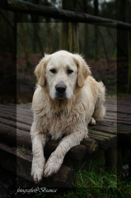 knapste hond van de wereld