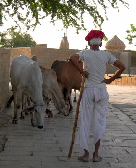 India & de Heilige koeien