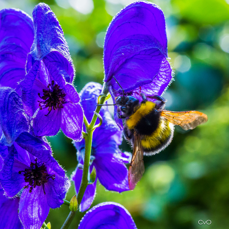 ijverige hommel