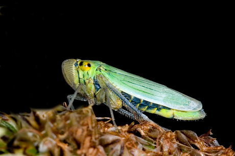 Cicaddella viridis 3