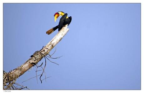 Hornbill bird.