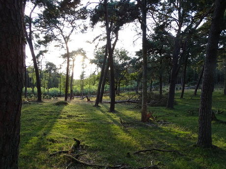 Avondzon in het bos