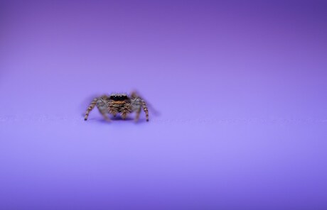 purple spider