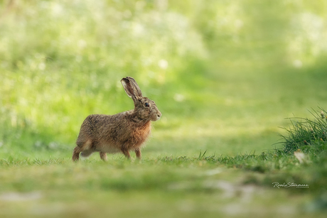 The hare and me