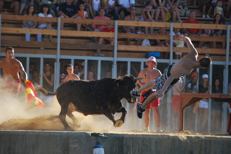 stier wint