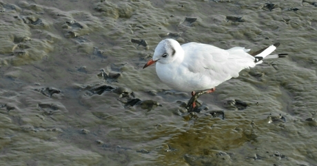 Wadlopen