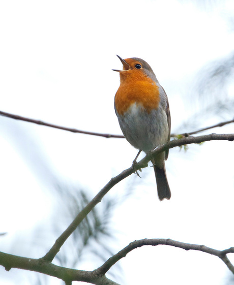 roodborst