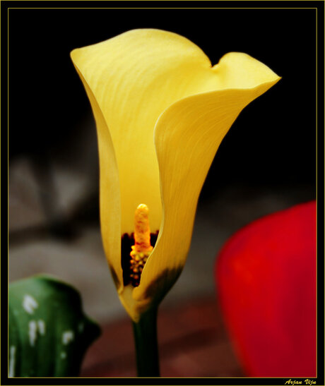 Calla in bloei