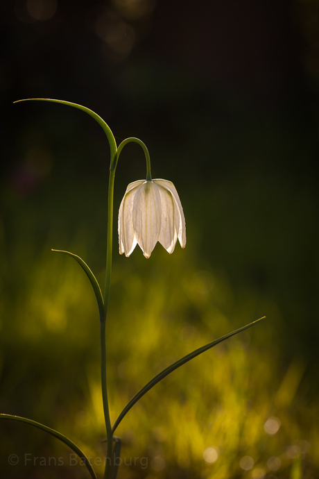 Kievitsbloemen