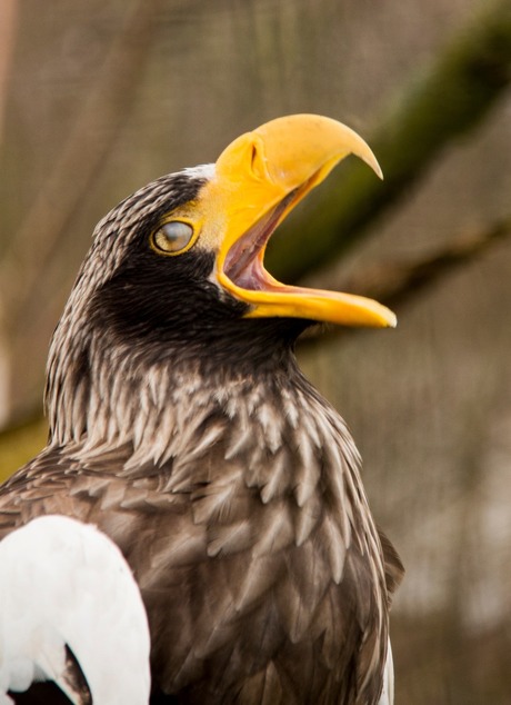 Stellar sea eagle posing