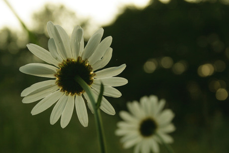 Margriet