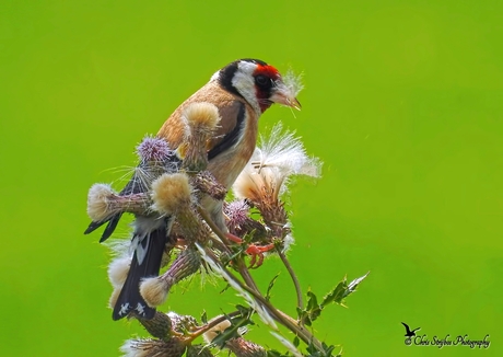 Distelvink snoept van een distelstruik