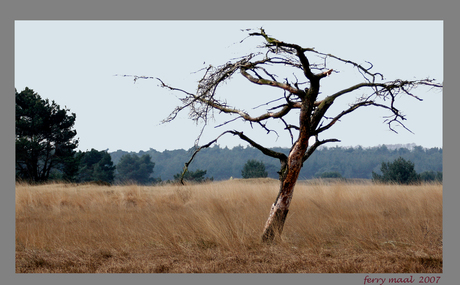 1 veluwe