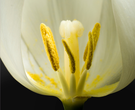 Stamper van een tulp