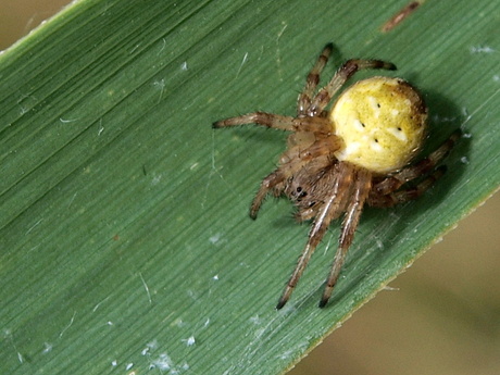 Spinnetje