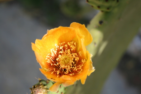 bloem van een cactus