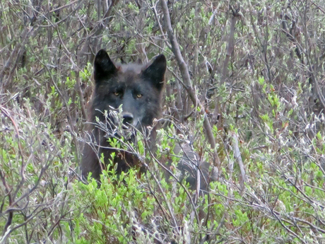 Wolf in Denali NP