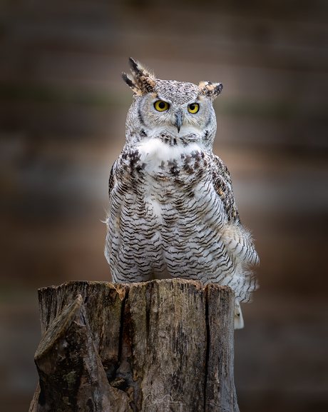 Great Horned owl