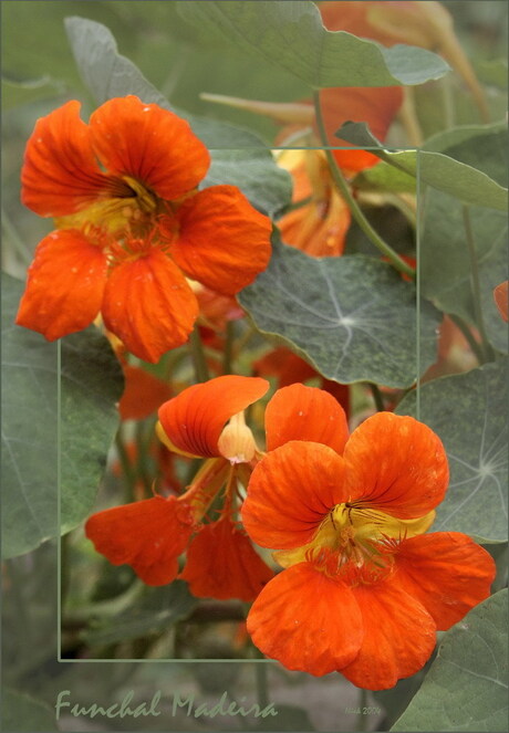 Bloemen Madeira