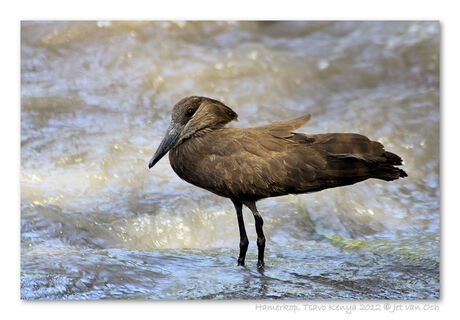 Hamerkop