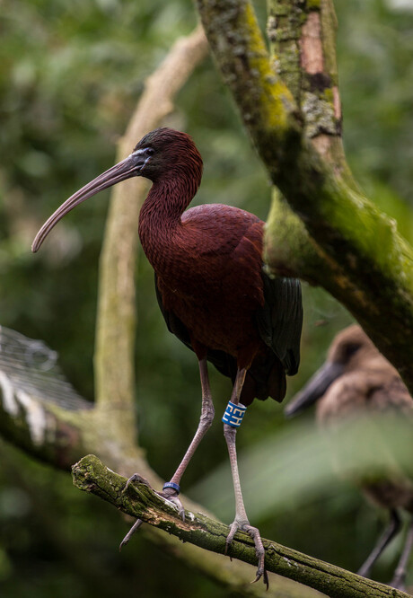 Zwarte Ibis