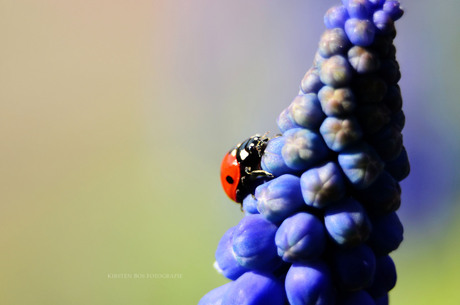 Ladybird