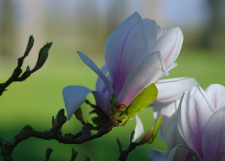 Bloesemboom Kasteel Heeswijk