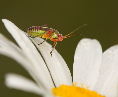 Nimf Calocoris roseomaculatus