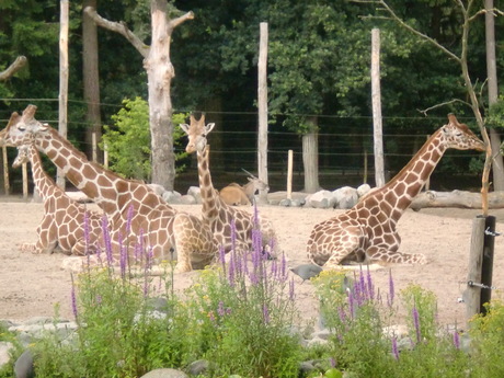 familie bijeenkomst