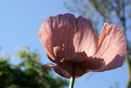 papaver