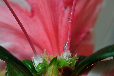 inside azalea