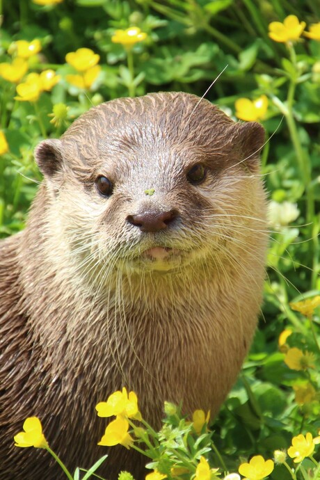 otter