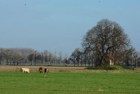 Griendkeet (bewerkt)