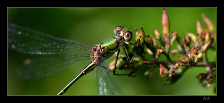 "Alien in the garden"