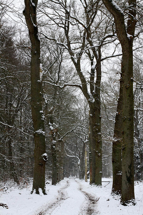 Winter in Eerde (Ommen)